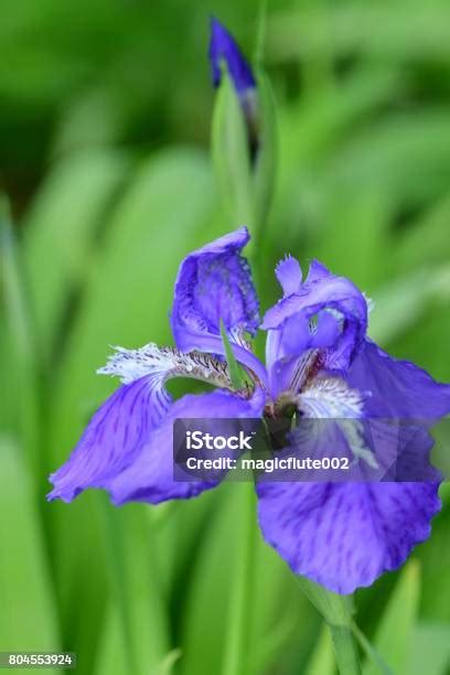 Iris Tectorum Japanese Roof Iris Stock Photo Download Image Now