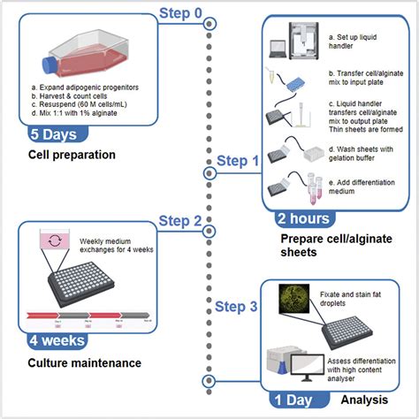 Cell Press STAR Protocols