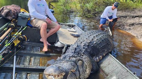 Hunters Catch 920 Pound Gator In Central Florida