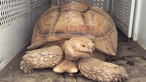 200 Pound Giant Tortoise Found Wandering Near Hemet Abc7 San Francisco