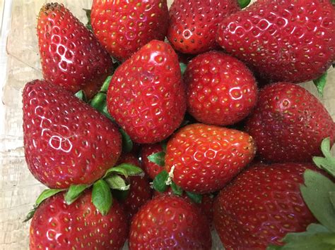 Local Strawberries 1 Pound Daily Harvest Express