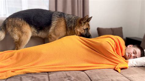 what does a german shepherd do when he sees me sleeping youtube