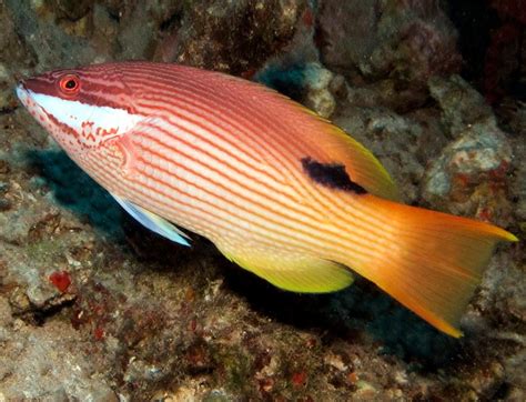 Hawaiian Reef Fish Species You Might Catch Off Maui Hawaii