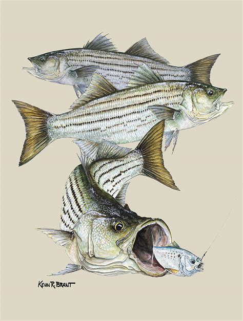 Striped Bass Painting By Kevin Brant