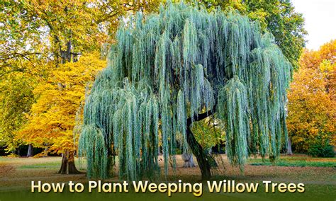 how to plant weeping willow trees from cuttings and branches embracegardening