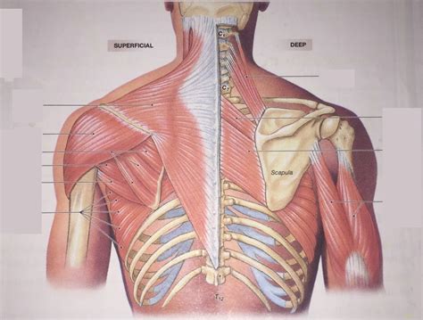 Posterior Upper Limb Muscles Diagram Diagram Quizlet