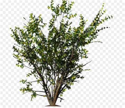 Tree Shrub Evergreen Bushes Png Download 1400990 Free