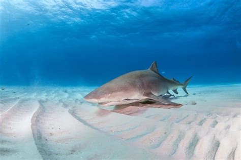 Tiburón Limón Características Comportamiento Hábitat Y Más