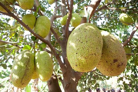 Jackfruit Becomes Keralas Official Fruit Media India Group