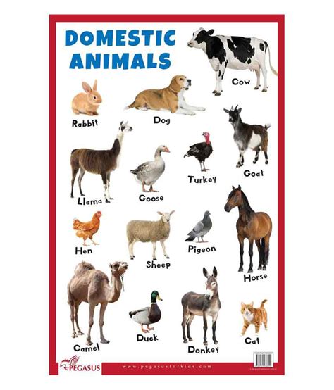 Domestic Animals Pictures Chart