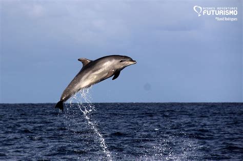 impressive jumps from our favorite pod of bottlenose dolphins azores whales