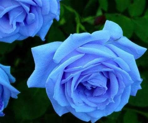 Rosas Azules Flores Rosas Hermosas Azules Fondo De Pantalla Hd