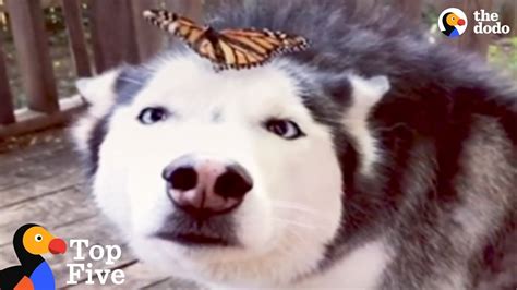 Husky Dog Reacts To Butterfly Landing On Her Cute Animal