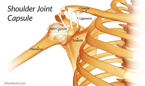 Capsular Ligament Of Shoulder Joint Humerus Anatomy Simplified The