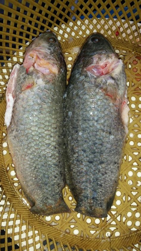 Fish (flesh of fish as food). Warisan Petani: MB 19 : Masak Gulai Ikan Puyu