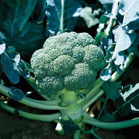 Belstar Hybrid Broccoli Withstands Variable Weather Easy Vegetables
