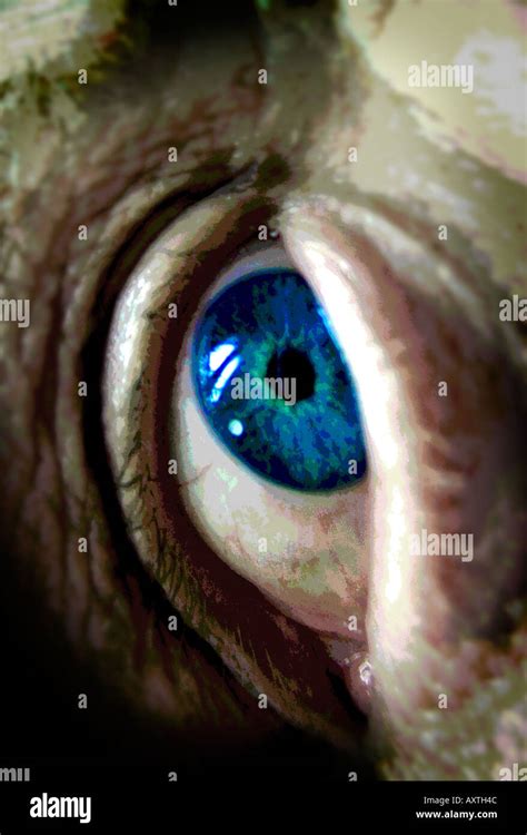 Human Eye Scary Hi Res Stock Photography And Images Alamy