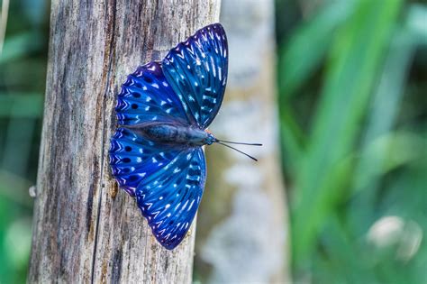 From middle english buterflie, butturflye, boterflye, from old english butorflēoge, buttorflēoge, buterflēoge (from butere (butter)), equivalent to butter +‎ fly. butterfly, Tree, Blue, Nature, Animals, Close up ...