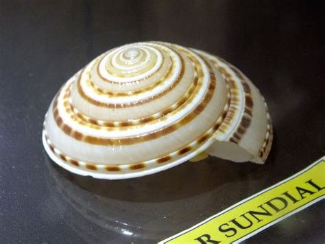 Shells At Samudrika Naval Marine Museumport Blair India Travel