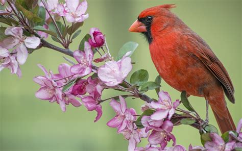Red Cardinal Bird Apple Tree Flowers Blossom Spring Wallpaper