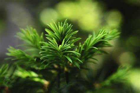 How Evergreens Tolerate Shadow So Well Know Your Plants Better News