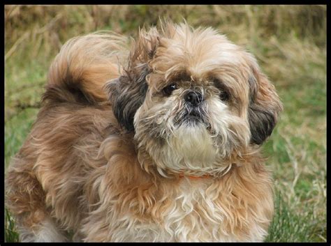 Shih Tzu Puppy Pictures And Wallpapers