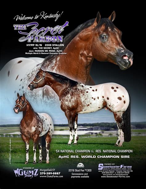The Secret Pardon Appaloosa Quarter Horse Stallion Stable Express