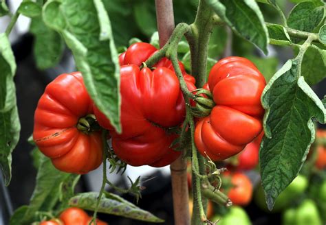How To Grow Beefsteak Tomatoes Everyones Favorite Tomato Garden
