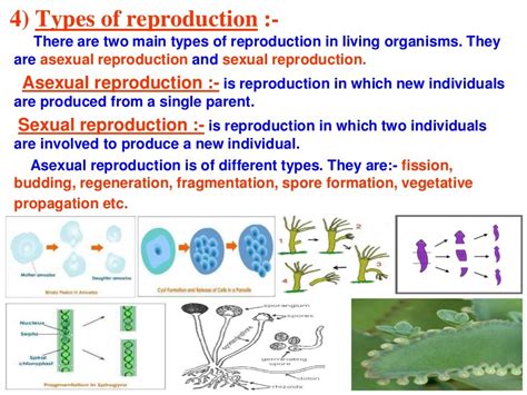 How Do Organisms Reproduceppt