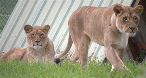 Wildlife Safari In Southern Oregon Welcomes Two Lionesses To Its Pride