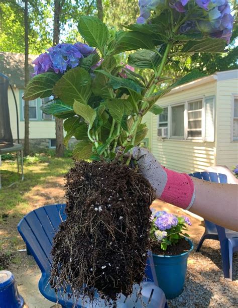 If the shrub is getting too large for the container, consider transplanting it to a larger one. How to Plant Hydrangea Pots - Shorelines Illustrated