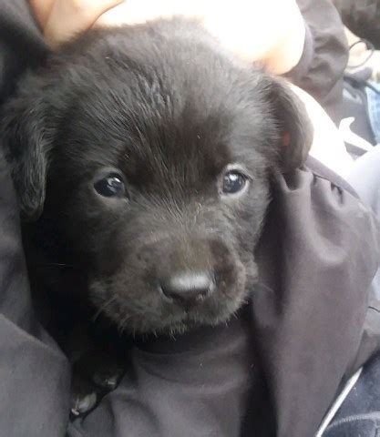 Yellow labs are sweet, playful, and patient, which makes them a great companion breed & a fantastic family pet. Labrador Retriever puppy dog for sale in Lowell, Michigan