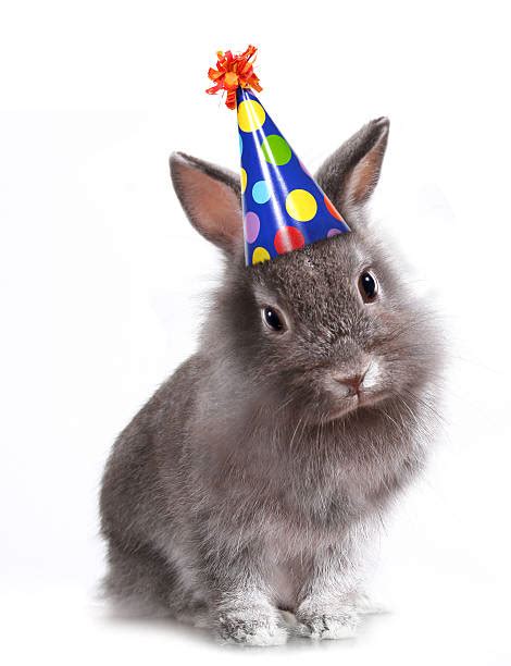 Happy Birthday Rabbit Stock Photos Pictures And Royalty Free Images Istock