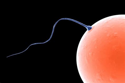 Sperm Count More Important Than Sperm Size Research Shows