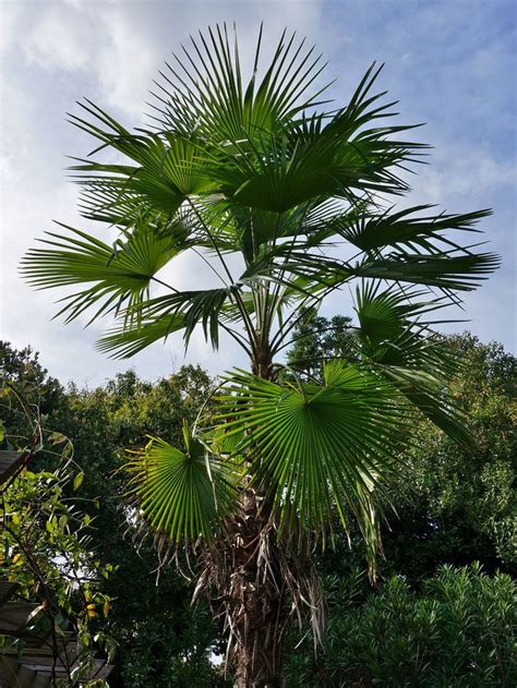 Trachycarpus Latisectus Windamere Palm 2 Palm Trees Beautiful