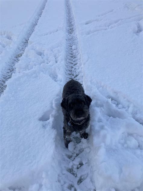 Snow Doggo Rvancouver