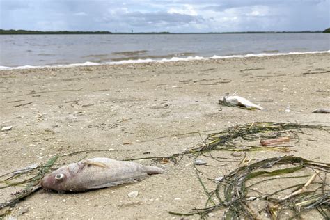 Red Tide Continues To Affect Sarasotas Beaches And Wildlife Sarasota