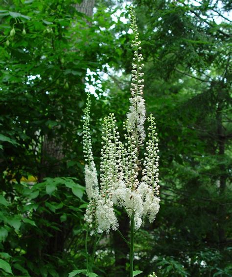 Actaea Racemosa Black Bugbane Go Botany