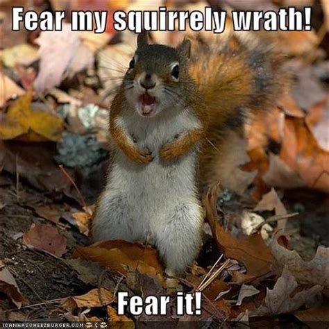 Funny Squirrels Dump A Day