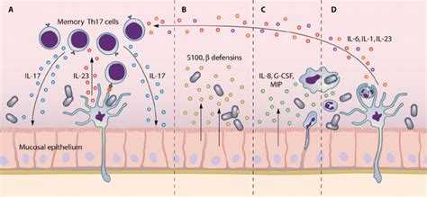 Mucosal Infection Engages The Th17 Axis Of Host Defense A Peripheral