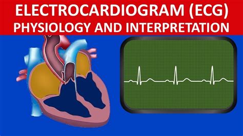 Circulation Electrocardiogram Ecg Physiology And Interpretation