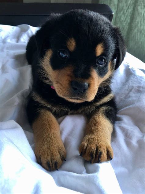 Quickly access useful information about puppies. Rottweiler puppies for Sale 1 male and 1 female left ...