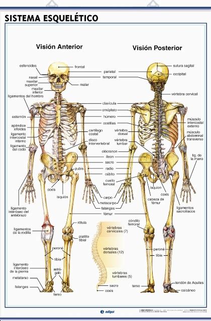 Multiofi Lamina Anatomia Sistema Esqueletico 70x100cm