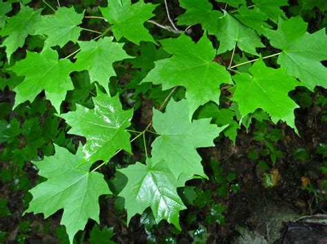 The Health Benefits Of Drinking Maple Tree Sap Tree Sap Maple Tree