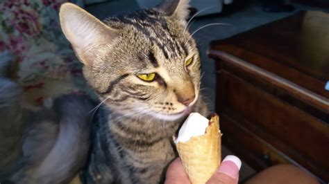 Can Cats Eat Ice Cream Cat Vet Info