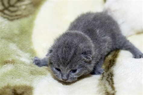 Find out what to expect and what you can do for pheromones can be diffused prior to the arrival of the new kitten to help both your older cats and the the kitten should have also been to the vet at least once for vaccines, a fecal check, and a. Blue 2 Week Old Scottish Fold Kitten Stock Image - Image ...