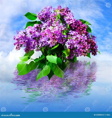 Beautiful Flower Lilac In Clouds Stock Image Image Of Blossom
