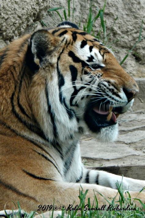 12 May 2019 Memphis Zoo Tiger By Robin52665