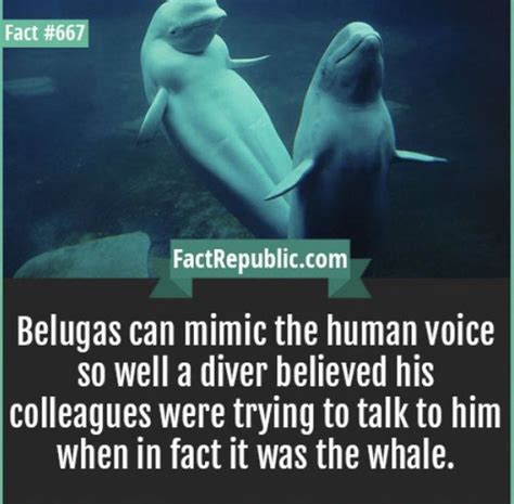 Pin By ~kookiemari~ On Weird Fun Facts With Images Whale Facts