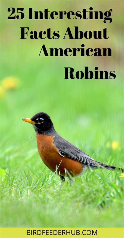 25 Interesting Facts About American Robins American Robin Backyard